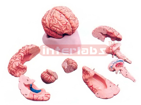 HUMAN BRAIN, WITH ARTERIES, DELUXE, 9 PARTS